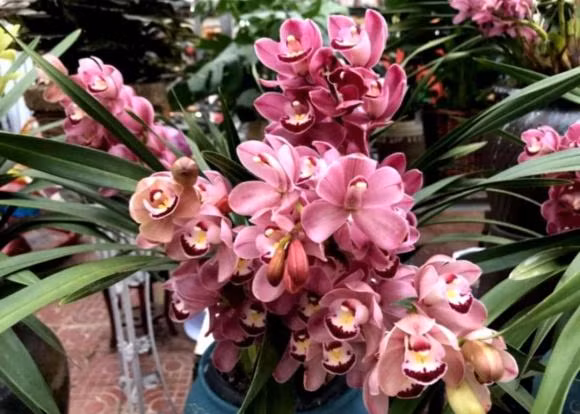 Sau Tet Nguyen dan, 5 loai hoa tai cho hoa se giam gia-Hinh-2