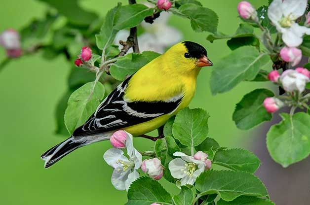 Ai sinh ngày Âm lịch này có sao may mắn vây quanh Ai sinh ngay Am lich nay co sao may man vay quanh