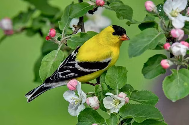 Ai sinh ngay Am lich nay co sao may man vay quanh