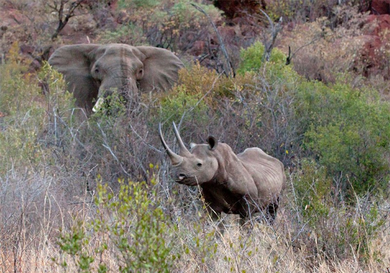 Do phải bảo vệ con, nên chú tê giác mẹ buộc phải tiến đến ngăn con voi tấn công chú tê giác đen.