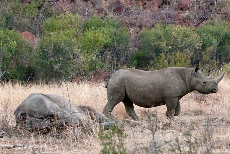 Theo nhiếp ảnh gia Louis Kok, hai ngày sau cuộc chiến ‘không cân sức’ với con voi, chú tê giác mẹ đã tử vong vì dính quá nhiều vết thương nặng.