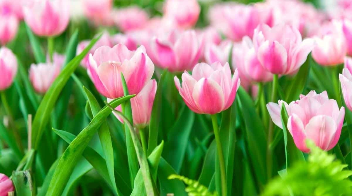 Sau Ram thang 12 Am lich, 3 con giap duoc loc troi cho-Hinh-3