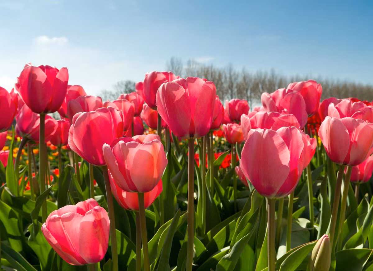 Sau Ram thang 12 Am lich, 3 con giap duoc loc troi cho-Hinh-2