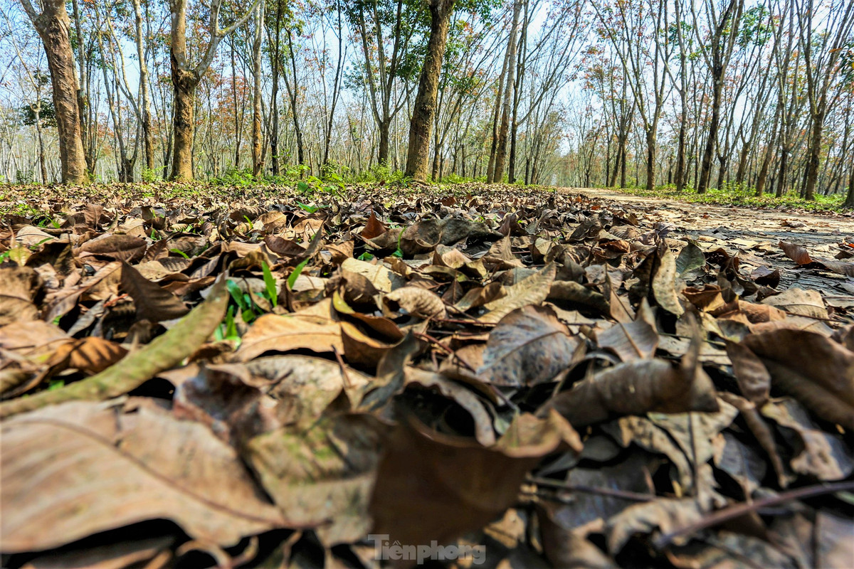 Dep hut hon rung cao su mua thay la o Ha Tinh-Hinh-10