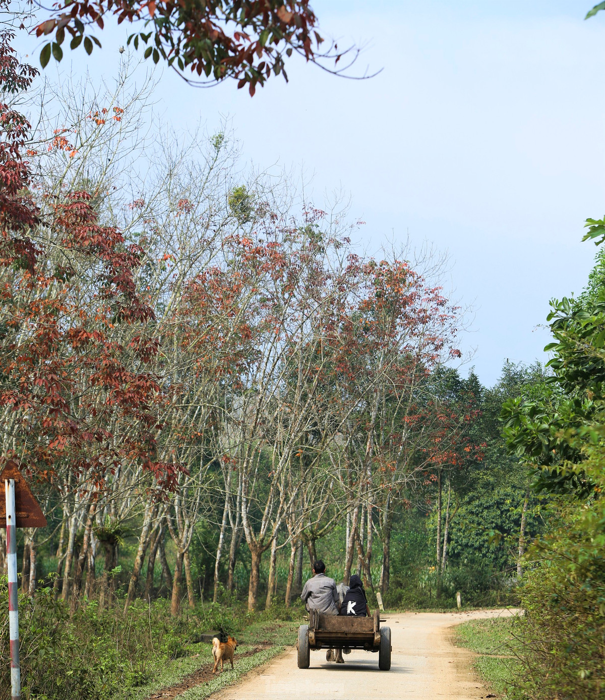 Dep hut hon rung cao su mua thay la o Ha Tinh-Hinh-12