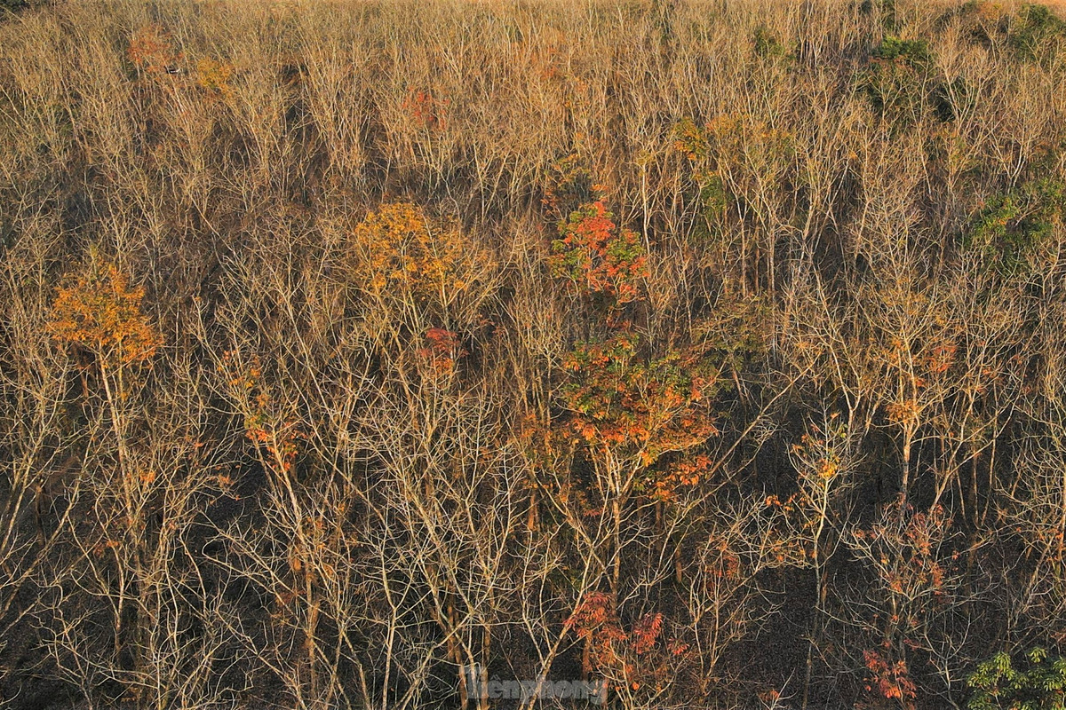 Dep hut hon rung cao su mua thay la o Ha Tinh-Hinh-13