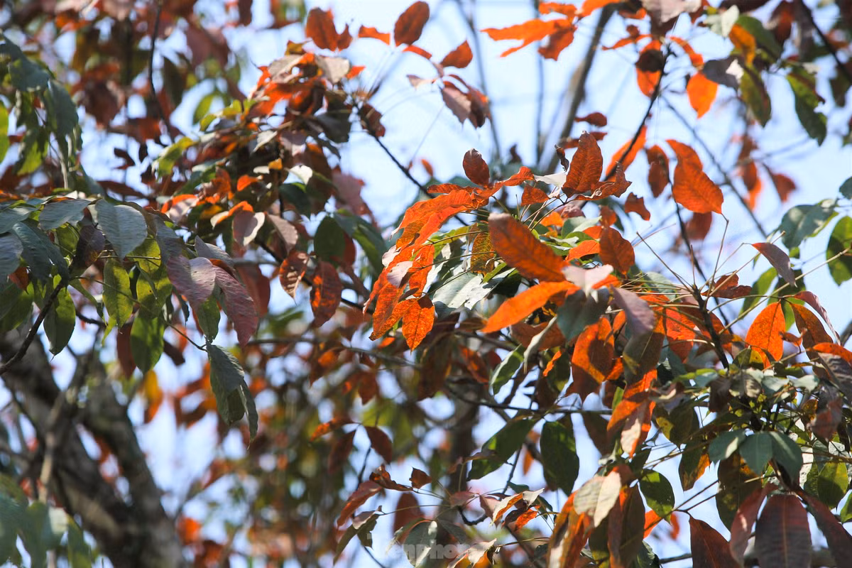 Dep hut hon rung cao su mua thay la o Ha Tinh-Hinh-5