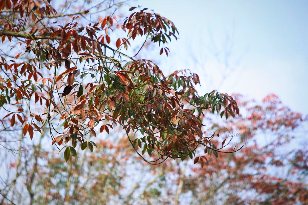 Dep hut hon rung cao su mua thay la o Ha Tinh-Hinh-4