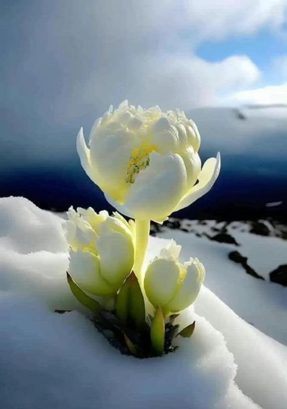 Me man ve dep cua Thien Son tuyet lien-Hinh-10