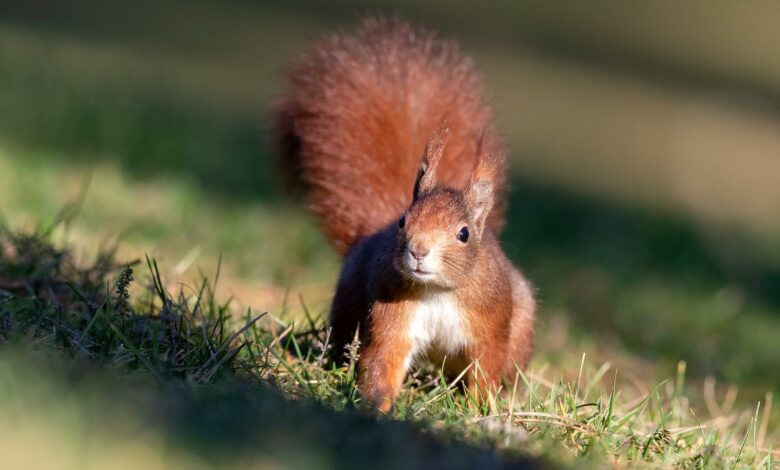 Trung Quoc huan luyen soc danh hoi ma tuy