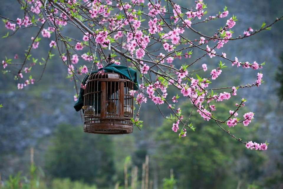 Tết Nguyên đán, 4 con giáp có sao may mắn chiếu mệnh - Hình 3 Tet Nguyen dan, 4 con giap co sao may man chieu menh-Hinh-3