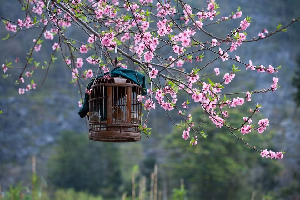 Tet Nguyen dan, 4 con giap co sao may man chieu menh-Hinh-3