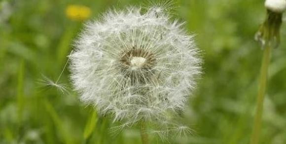 4 loai thuc pham 'giai doc tu nhien' cho gan-Hinh-5