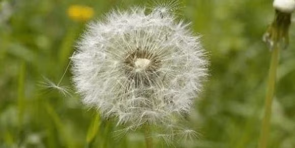 4 loai thuc pham 'giai doc tu nhien' cho gan-Hinh-5