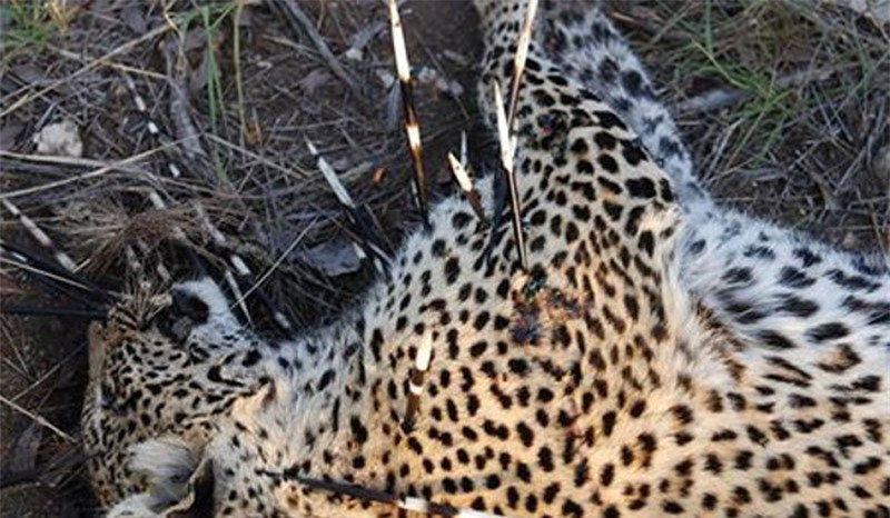 Thế nhưng, chính hành động này đã khiến con báo hoa mai phải trả giá bằng cả tính mạng của mình.