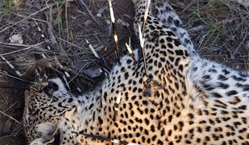 Thế nhưng, chính hành động này đã khiến con báo hoa mai phải trả giá bằng cả tính mạng của mình.