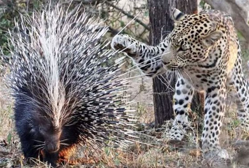 Ngay lập tức, nó liền lao lên tấn công với hy vọng hạ sát được con nhím để có bữa ăn thịnh soạn.