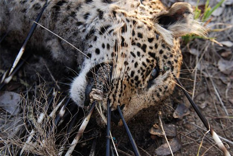 Cuối cùng, nó đã phải bò mạng vì bị kiệt sức. Được biết, cảnh tượng này được nhiếp ảnh gia Sharon Thistleton Mealor tình cờ ghi lại được khi đang tham quan vườn quốc gia Kruger ở Nam Phi.