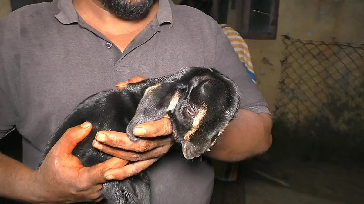 Xuất hiện dê 2 đầu và 4 mắt ở Ấn Độ - Hình 2 Xuat hien de 2 dau va 4 mat o An Do-Hinh-2