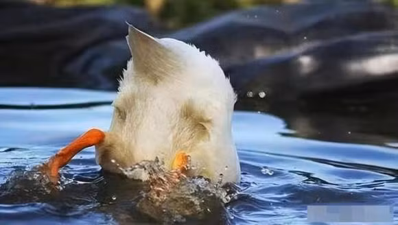 Ba bo phan nay cua vit chua nhieu 'doc to'-Hinh-6