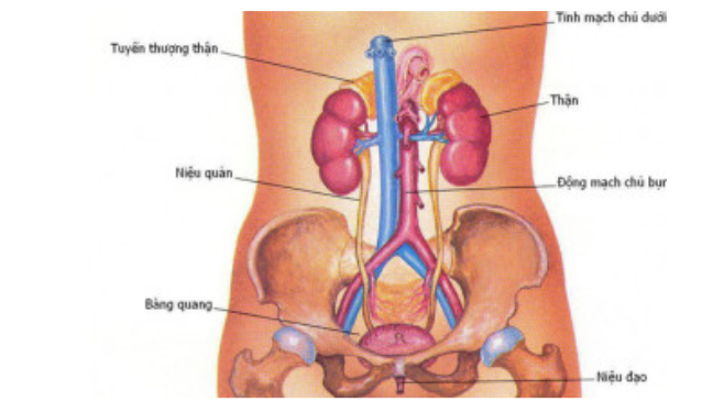 Triệu chứng suy thận sớm cần đặc biệt chú ý Trieu chung suy than som can dac biet chu y