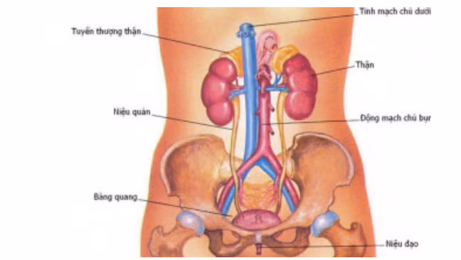 Trieu chung suy than som can dac biet chu y