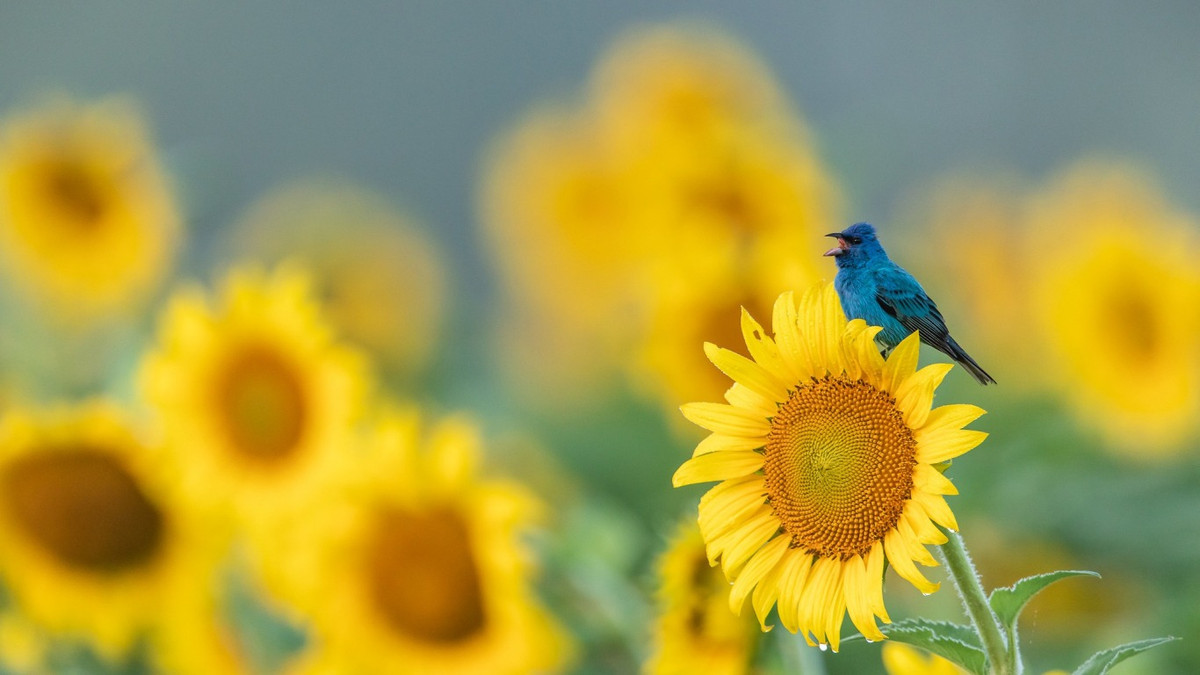 Ai sinh tháng Âm lịch này, càng về hậu vận số mệnh càng êm ái - Hình 2 Ai sinh thang Am lich nay, cang ve hau van so menh cang em ai-Hinh-2