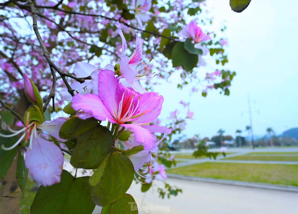 Dep nao long con duong hoa ban o Truong Bon-Hinh-6