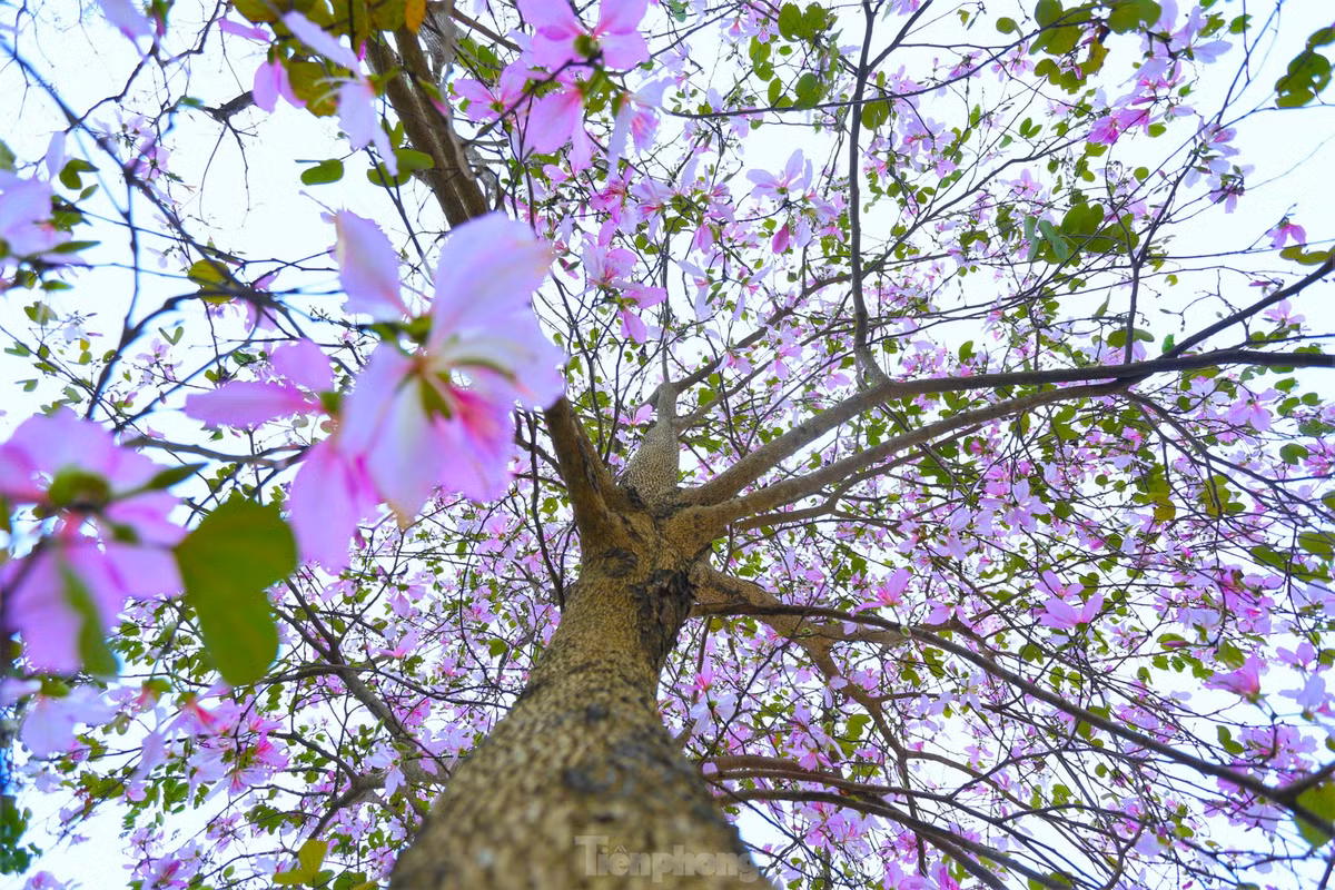 Dep nao long con duong hoa ban o Truong Bon-Hinh-5
