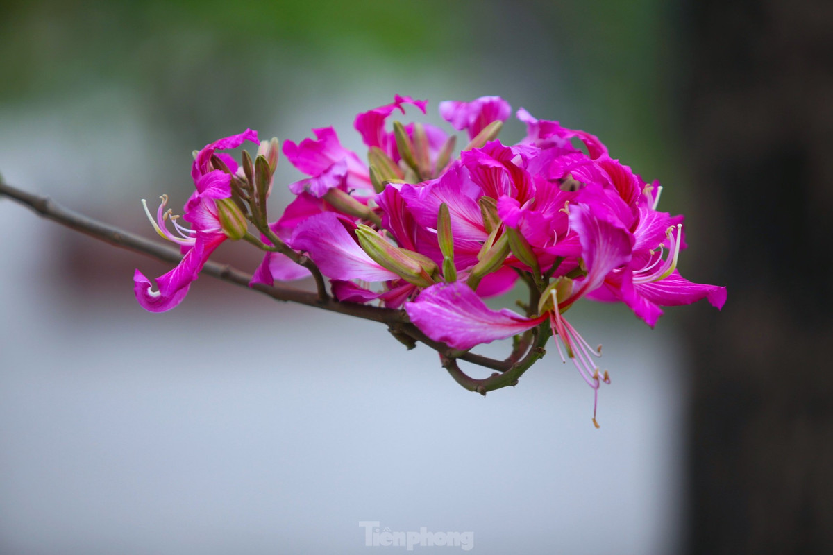 Dep nao long con duong hoa ban o Truong Bon-Hinh-7