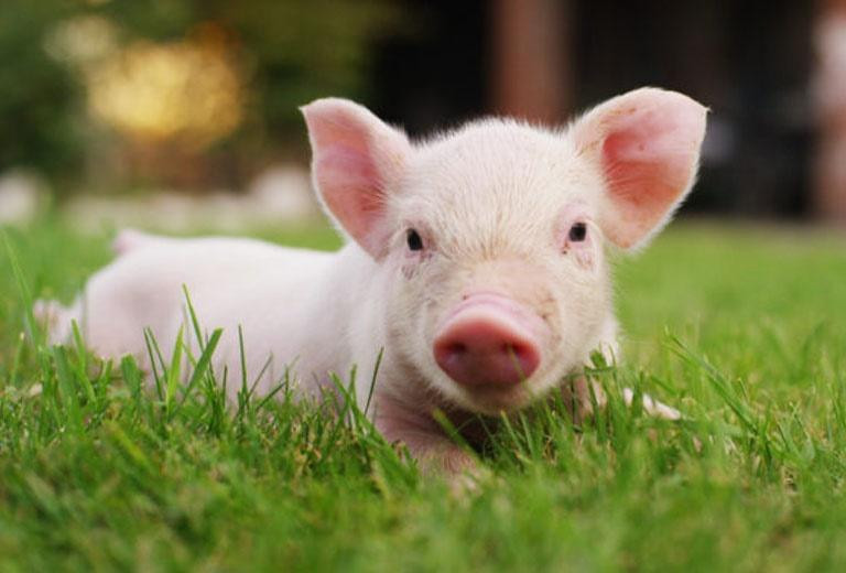 Tu ngay 10 den 14/1 Am lich, Nam Tao cham so 3 tuoi doi van