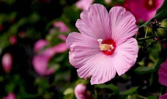 Ve gia, du thuong con den may cung dung lam bon dieu nay-Hinh-2