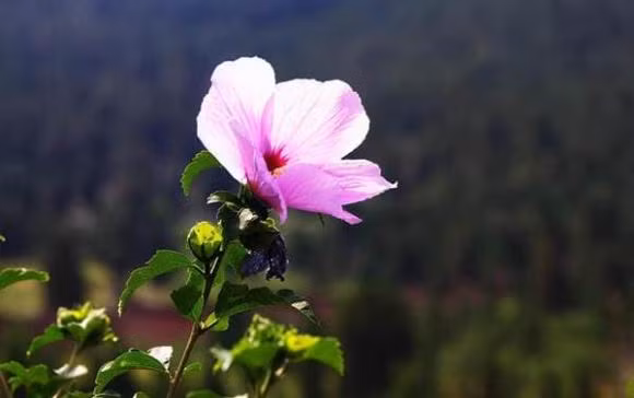 Ve gia, du thuong con den may cung dung lam bon dieu nay