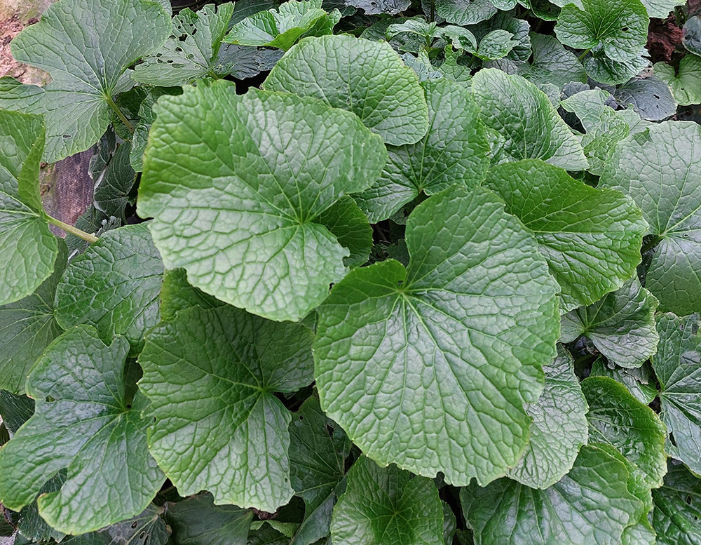 Trong cay wasabi, anh 'nong dan' o Da Lat nho cu ban 6 trieu dong/kg-Hinh-3