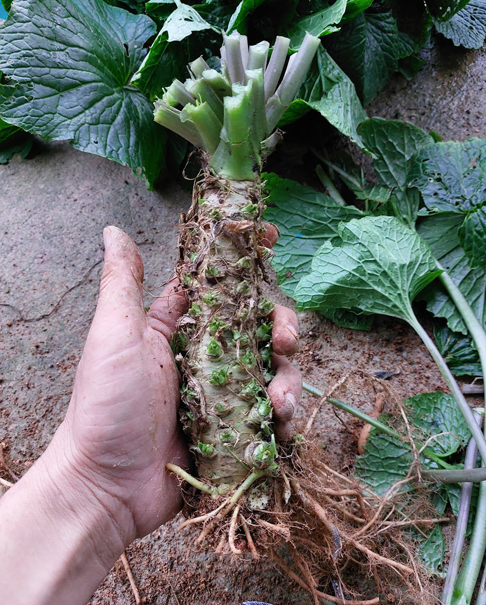 Trong cay wasabi, anh 'nong dan' o Da Lat nho cu ban 6 trieu dong/kg-Hinh-4