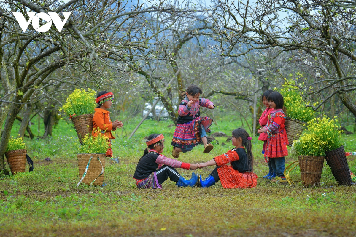 Hoa mận là loài hoa đặc trưng ở vùng cao nguyên Mộc Châu. Tuy nhiên, mùa hoa mận rất mau tàn, chỉ nở rộ trong khoảng 2-3 tuần. Lúc này, hoa mận nở ở khắp mọi nơi, trên các con đường từ bản làng đến ruộng nương.