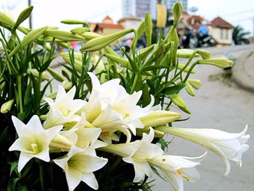 Sinh ngày 19 và 23 Âm lịch. Tử vi học có nói, người sinh vào ngày 19 và 23 Âm lịch hàng tháng bản thân là người lạc quan, vui vẻ, hài hước. Họ thường mang đến nụ cười, tinh thần sống lạc quan, tích cực.