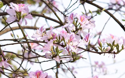  Trong khi phụ nữ sinh vào ngày Âm lịch này thường vượng phu ích tử, mang phúc lộc đến cho chồng con.