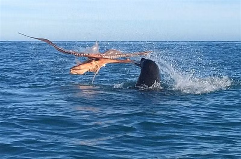 Video: Bach tuoc khong lo tu chien truoc hai cau