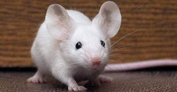 br/> Tuổi Tý. Chúc mừng đến tuổi Tý khi trở thành con giáp may mắn trong tuần mới sau kì nghỉ Tết bằng sự năng động, phấn khởi và hăng hái hơn bao giờ hết. Bản mệnh nhanh chóng bắt tay vào công cuộc tìm kiếm sự thăng tiến cho bản thân cũng như bắt tay vào hoàn thành những công việc còn đang dang dở. 