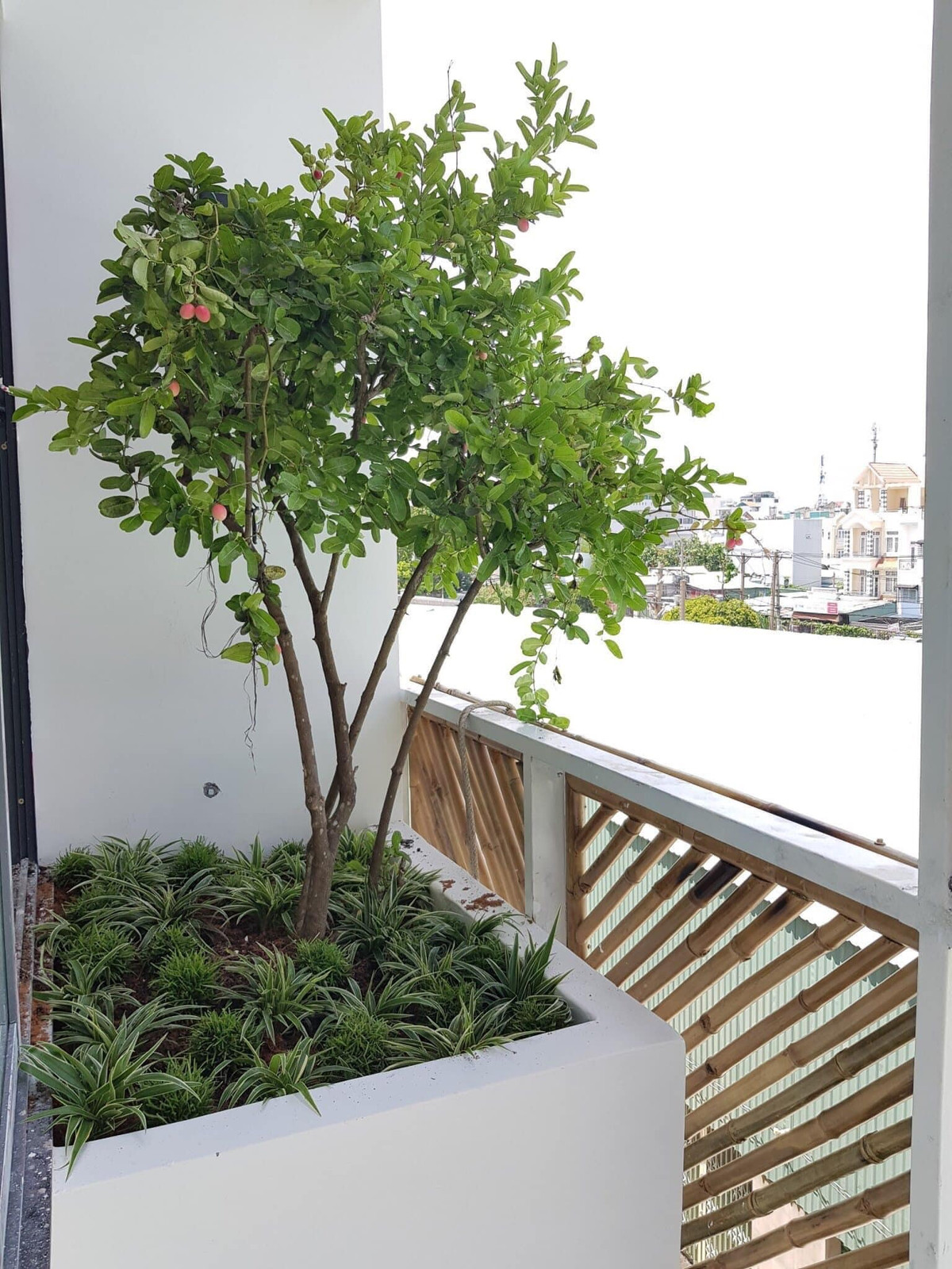 Can nha dung tre trang tri mat tien, cay xanh trai khap khong gian-Hinh-11