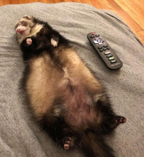 "Không giống một con chồn sương bình thường, nó trông giống một con mèo".