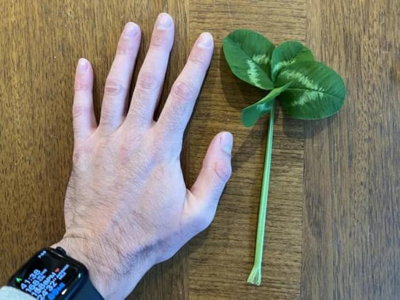 "Cỏ bốn lá lớn nhất mà tôi từng tìm thấy!".