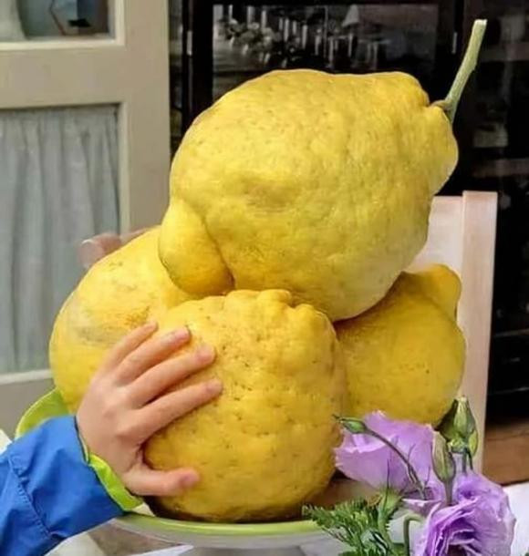 “Những quả chanh khổng lồ của bờ biển Amalfi nước Ý”.