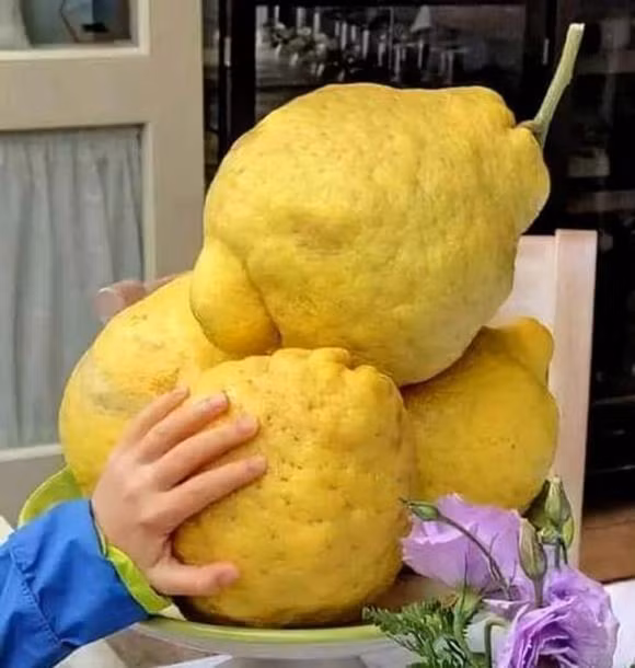 “Những quả chanh khổng lồ của bờ biển Amalfi nước Ý”.