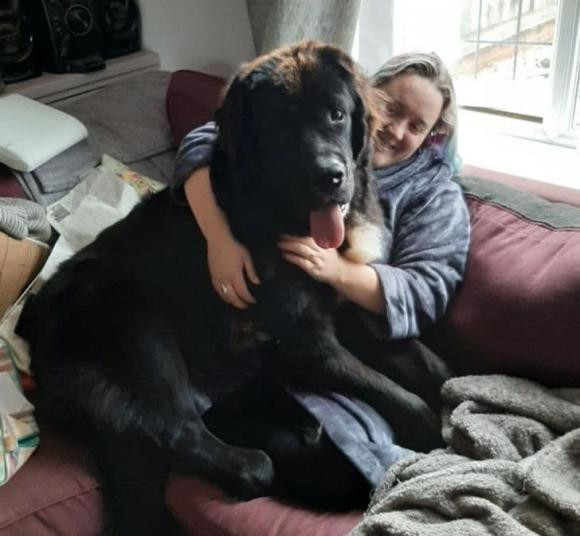 Giống chó Newfoundland khi mới một tuổi, nó sẽ như thế nào khi mười tuổi?