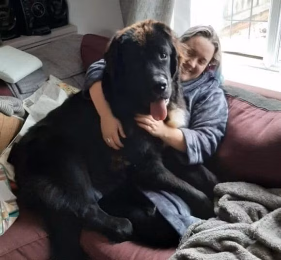 Giống chó Newfoundland khi mới một tuổi, nó sẽ như thế nào khi mười tuổi?