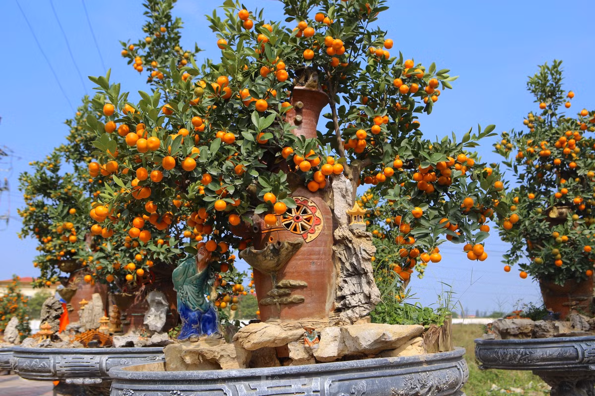 Đại lộ Xô Viết Nghệ Tĩnh (thành phố Hà Tĩnh, tỉnh Hà Tĩnh) những ngày này tràn ngập sắc màu khi đủ loại cây cảnh và hoa được các tiểu thương mang tới bày bán.