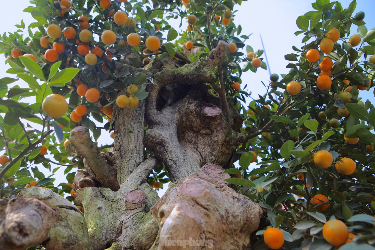 Quất ghép với thân gỗ lũa tạo nên nét đẹp độc đáo, mới lạ.