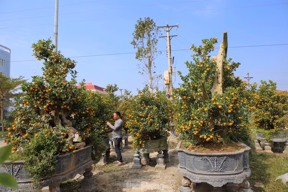 Anh Long nhập về 30 chậu quất lớn được tạo hình độc, lạ.